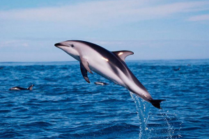Whitord dolphin